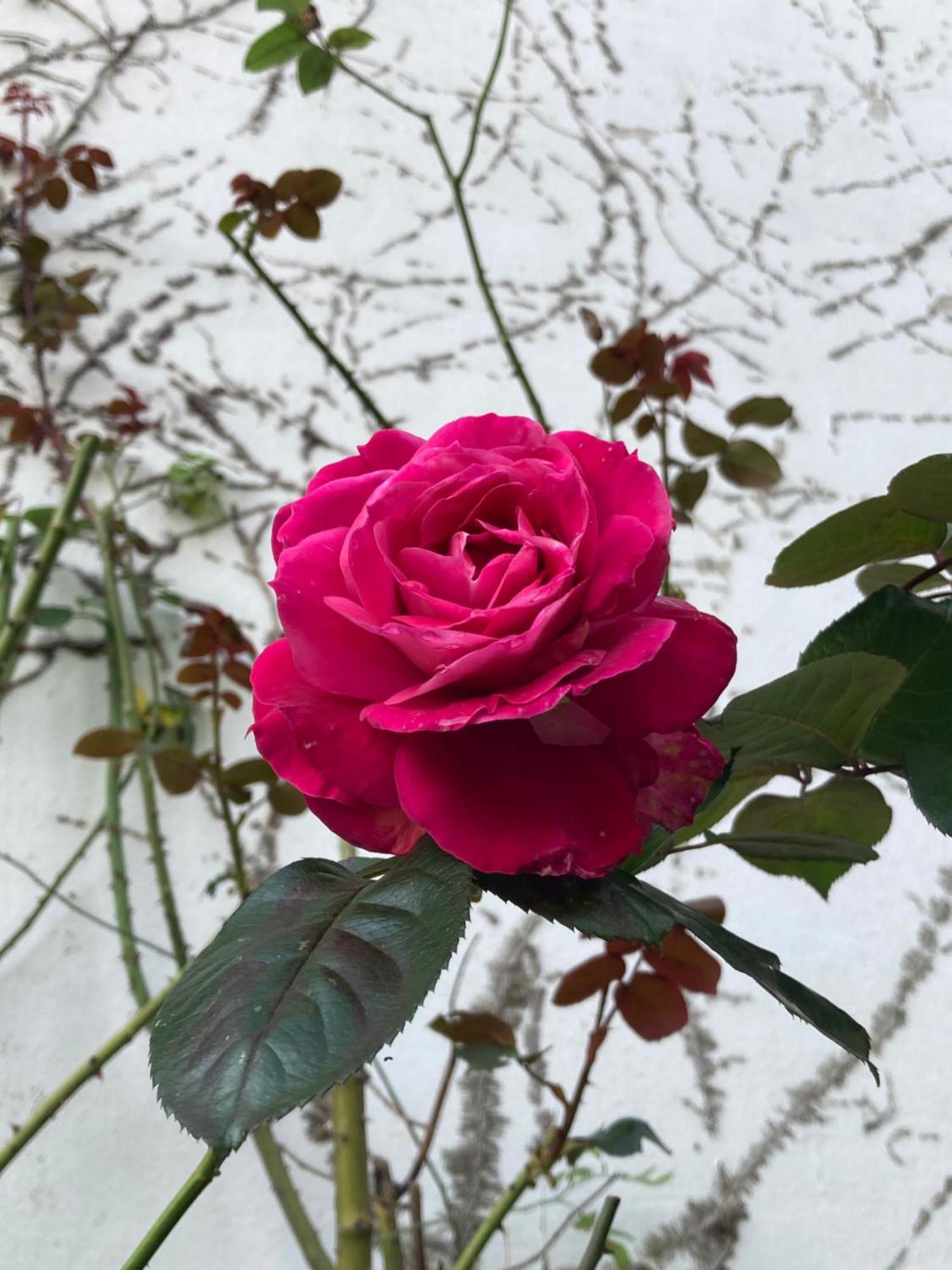 Studio Avec Terrasse Sur Jardin フォントネー・スー・ボワ エクステリア 写真